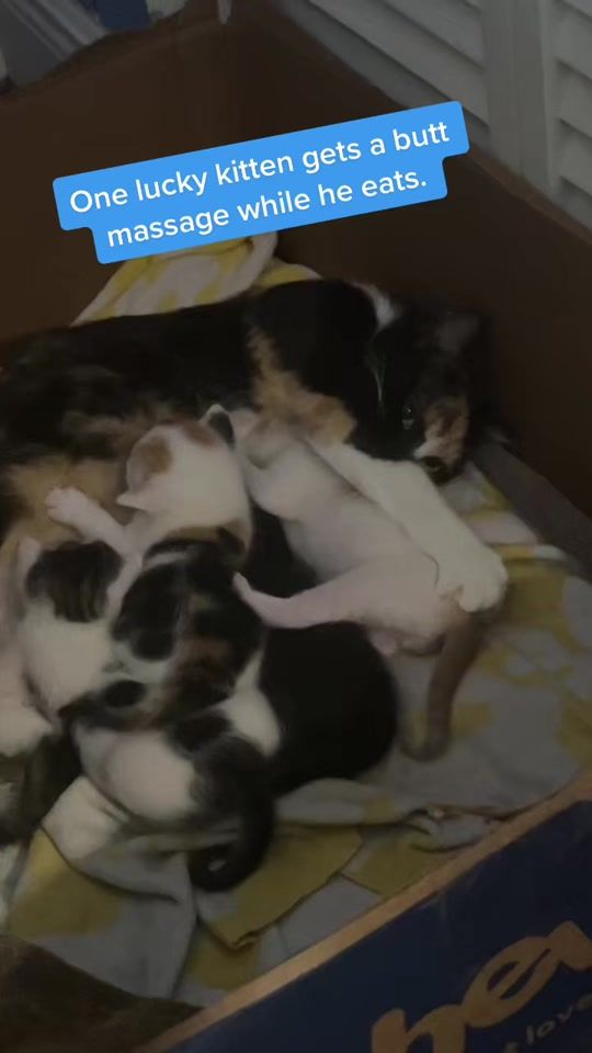 TikTok video thumbnail by floridakittyfoster