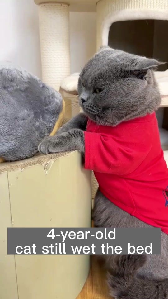 TikTok video thumbnail by user3313740021670