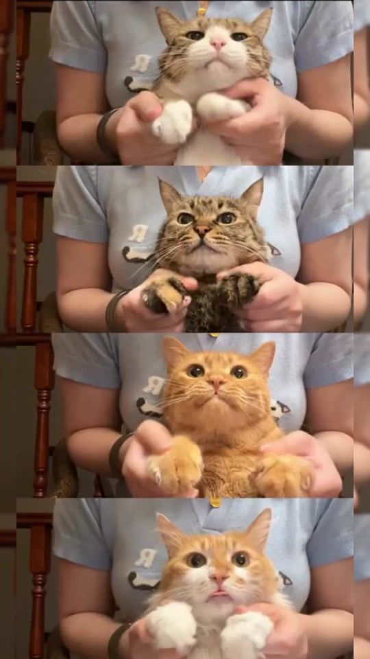 TikTok video thumbnail by petsmeowwoof