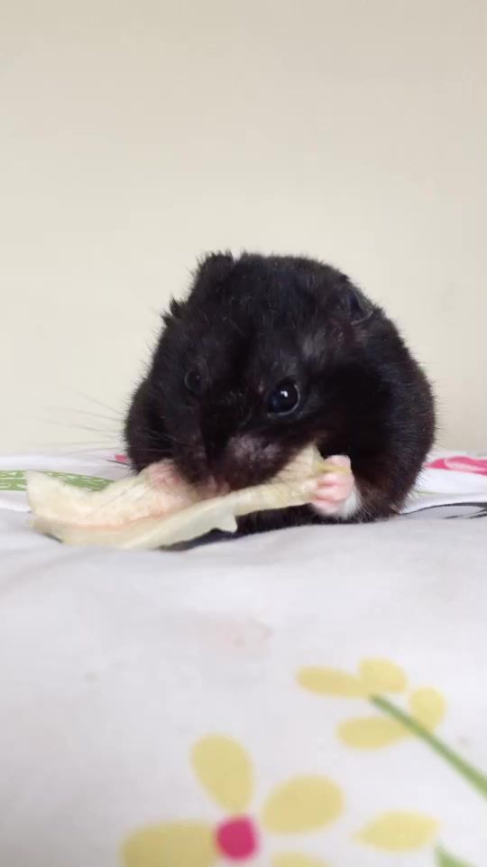 TikTok video thumbnail by scout2015