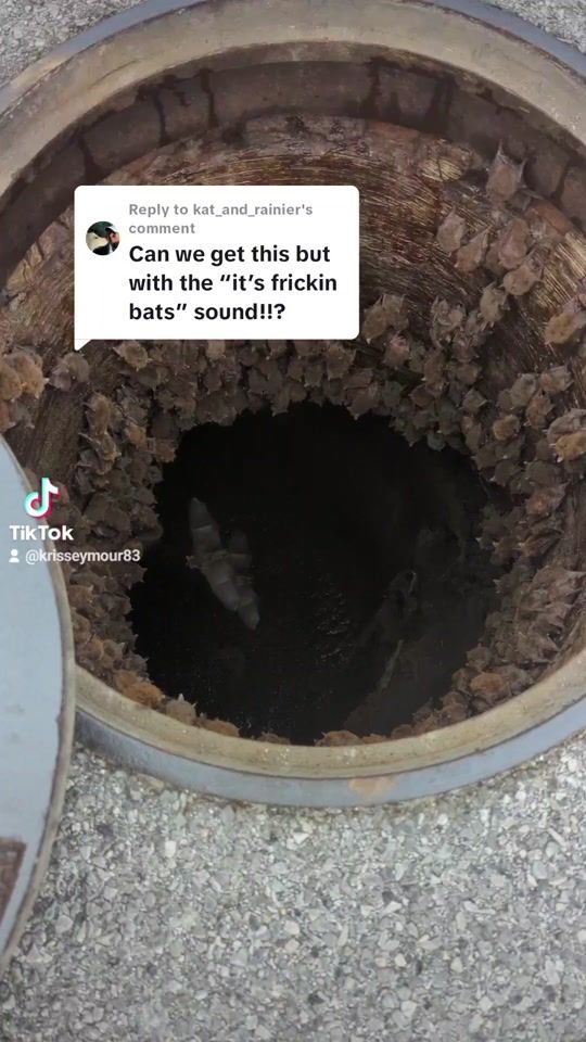 TikTok video thumbnail by krisseymour83