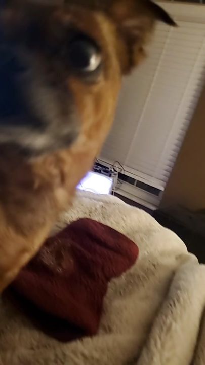 TikTok video thumbnail by gooserbraz
