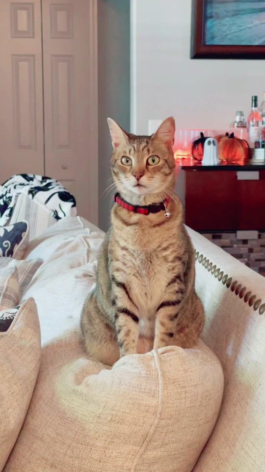 TikTok video thumbnail by cookietheecat