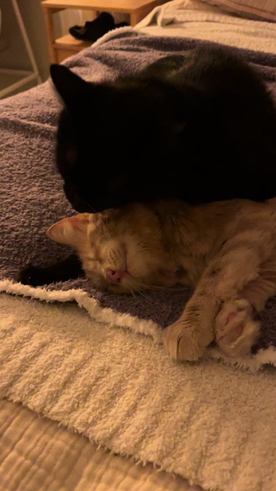 TikTok video thumbnail by eleanorandhercats