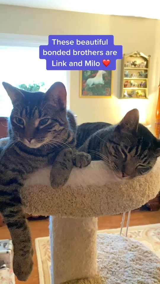 TikTok video thumbnail by thekittyclub