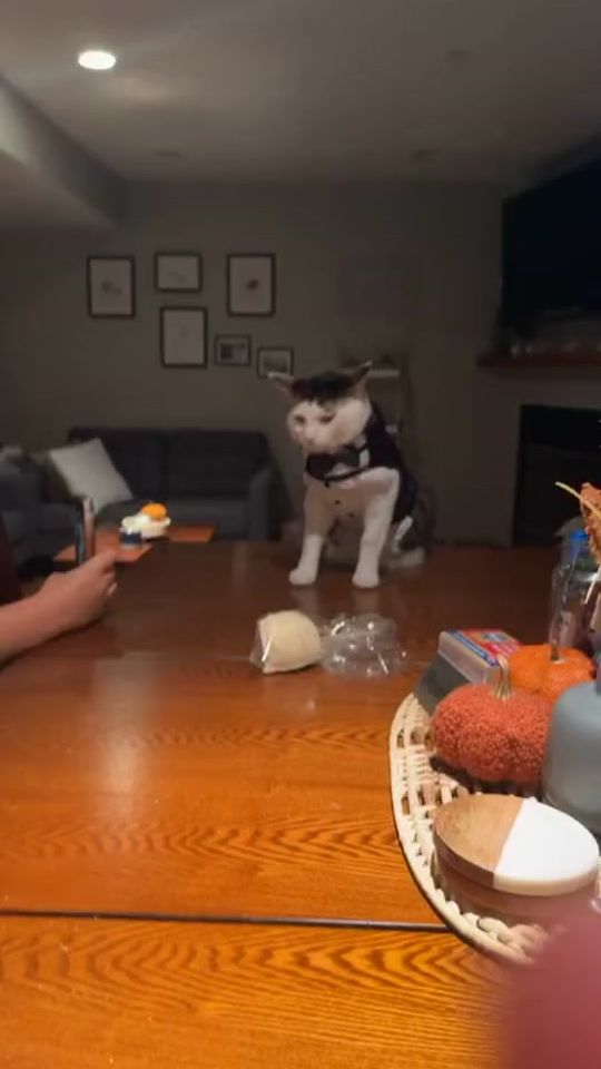 TikTok video thumbnail by bryanjos666