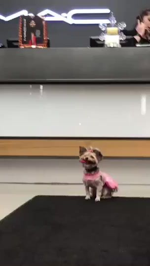 TikTok video thumbnail by livmorkie