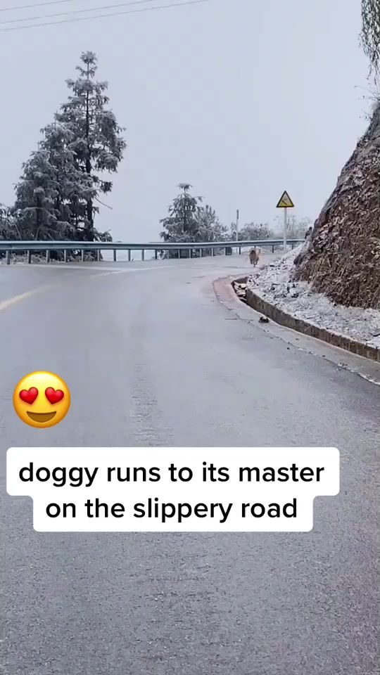 TikTok video thumbnail by babydogs99