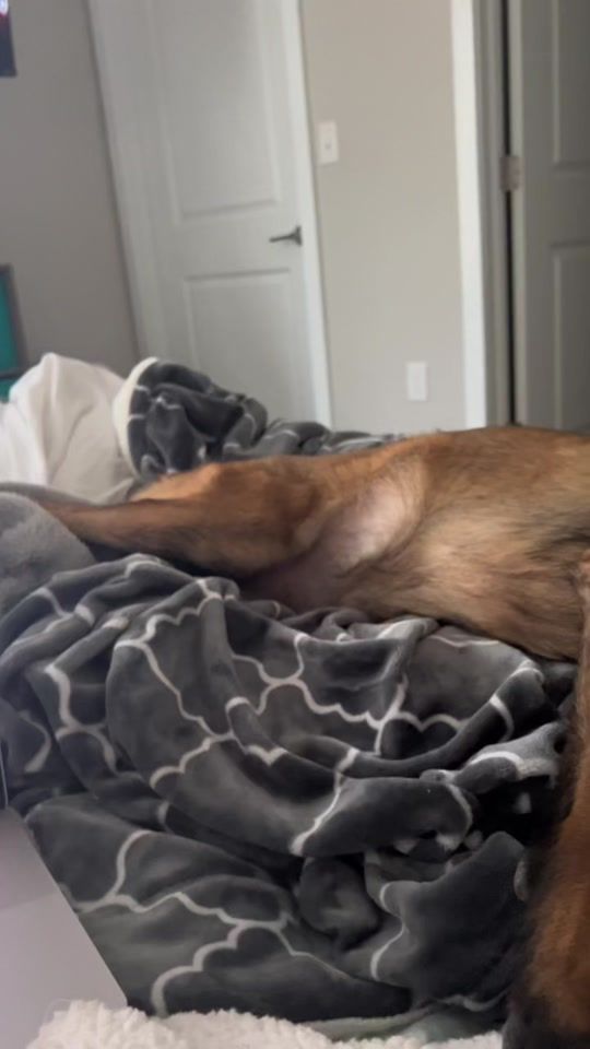 TikTok video thumbnail by canineredemption