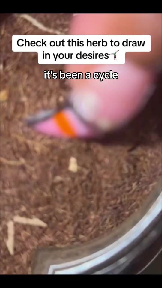 TikTok video thumbnail by ayomide.ajani