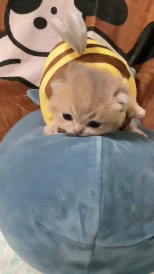 TikTok video thumbnail by cutepet485