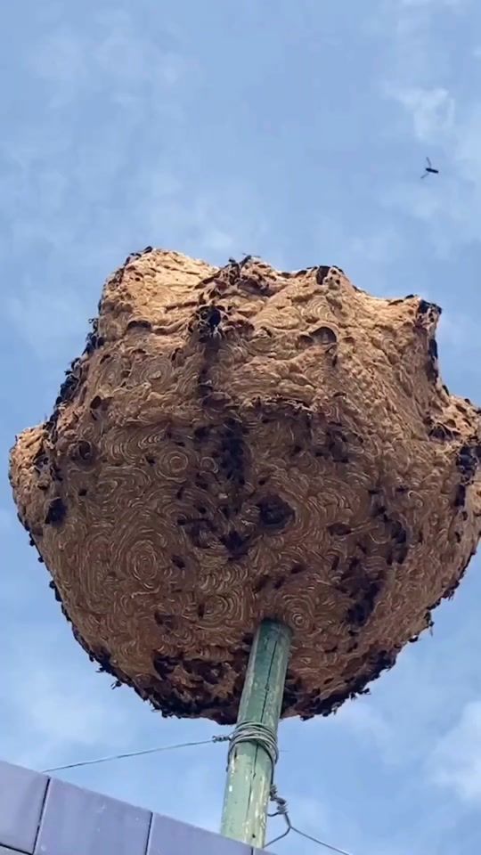 TikTok video thumbnail by quangtich10