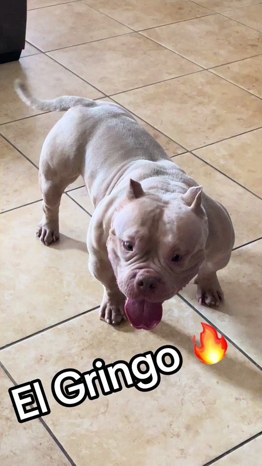TikTok video thumbnail by mosonbullycamp