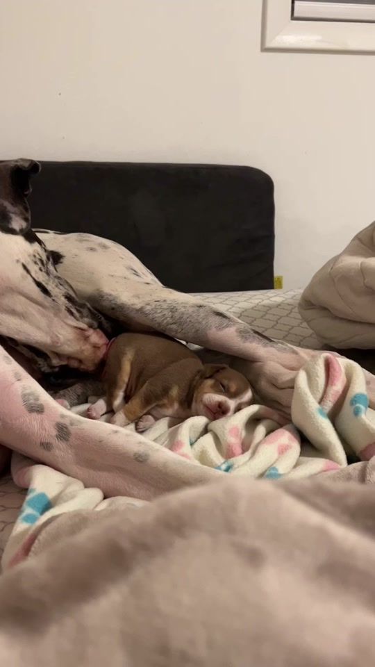 TikTok video thumbnail by dear_danes