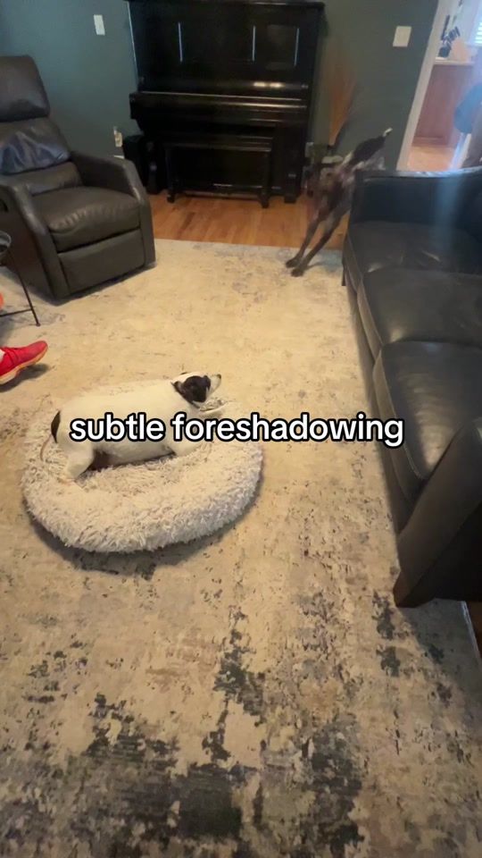 TikTok video thumbnail by all.hail.charles