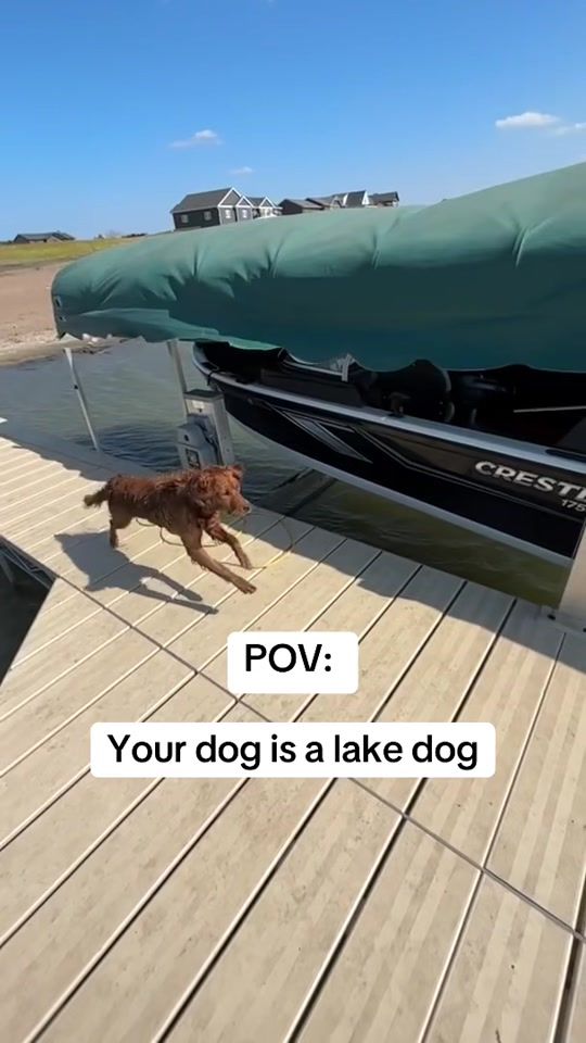 TikTok video thumbnail by spotonfence