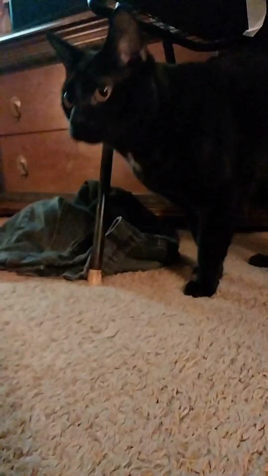 TikTok video thumbnail by d.bevelanma