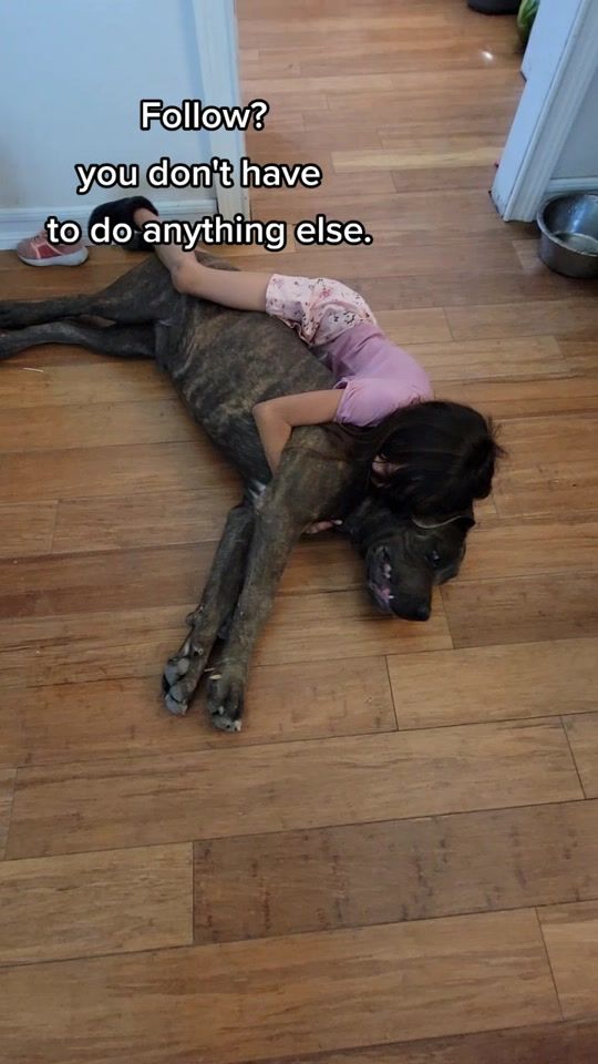 TikTok video thumbnail by lincolnthecanecorso