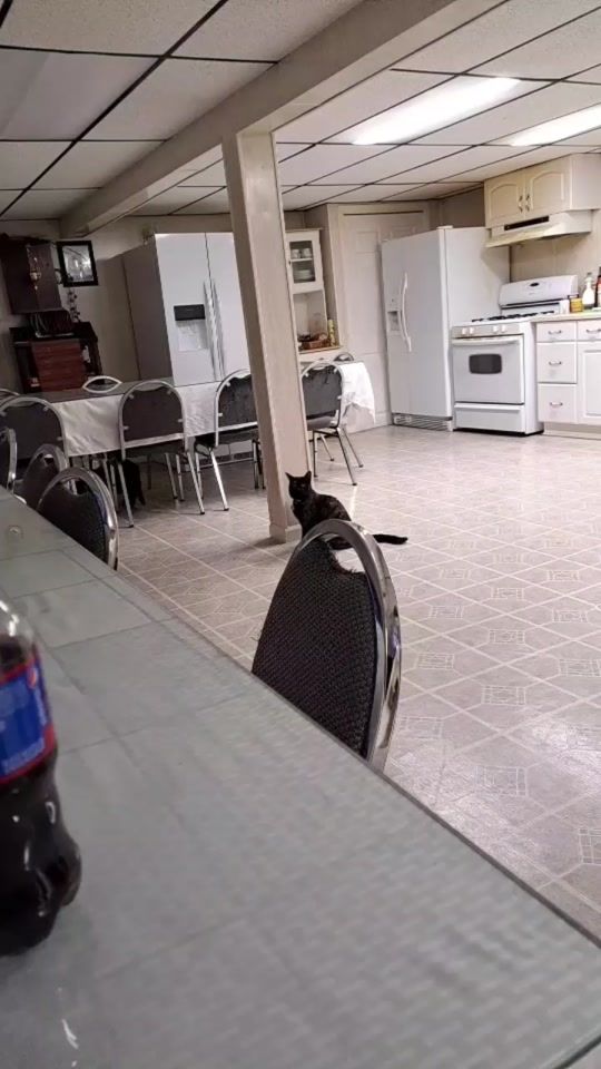 TikTok video thumbnail by dancing_black_dog