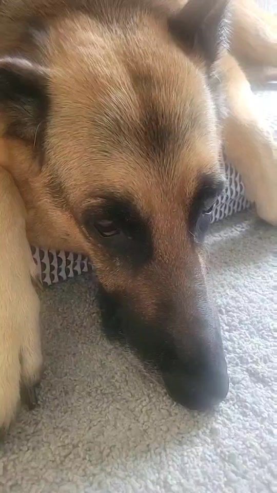 TikTok video thumbnail by peaceloveshepherds