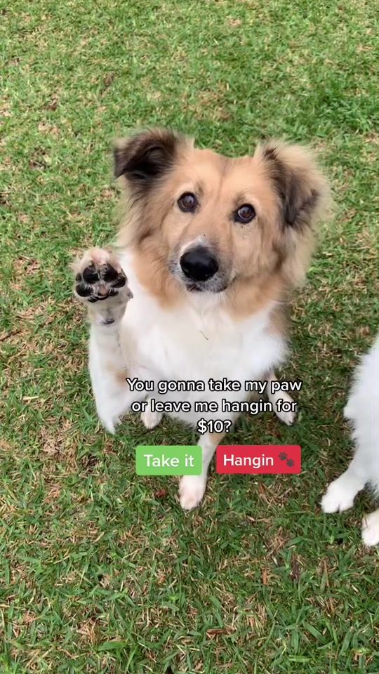 TikTok video thumbnail by finleyandjosie
