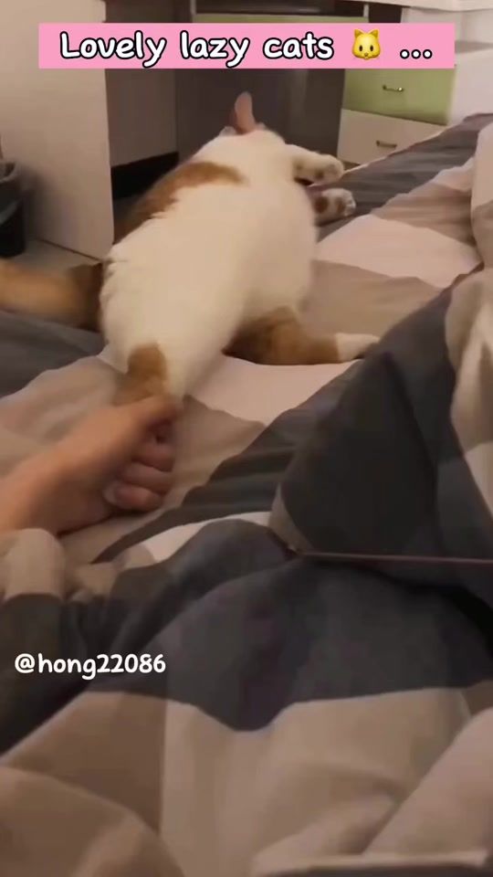 TikTok video thumbnail by hong22086