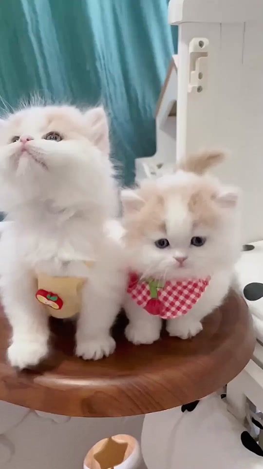 TikTok video thumbnail by linqiqi19