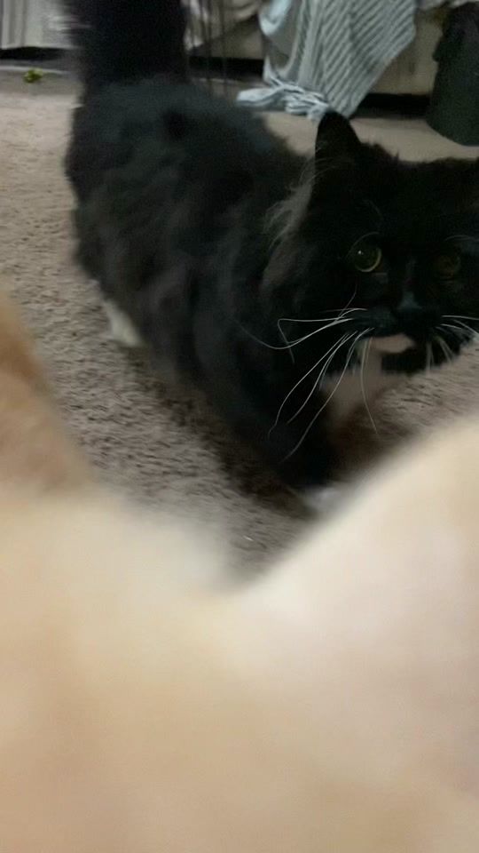 TikTok video thumbnail by theblindcathouse
