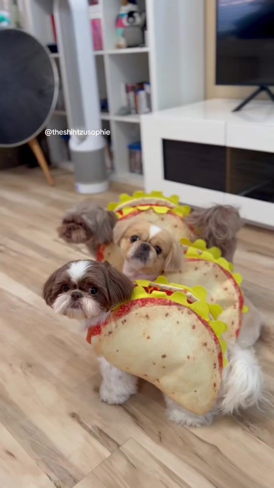 TikTok video thumbnail by therealshihtzusophie