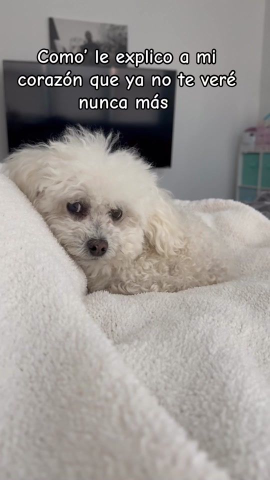 TikTok video thumbnail by analinemom