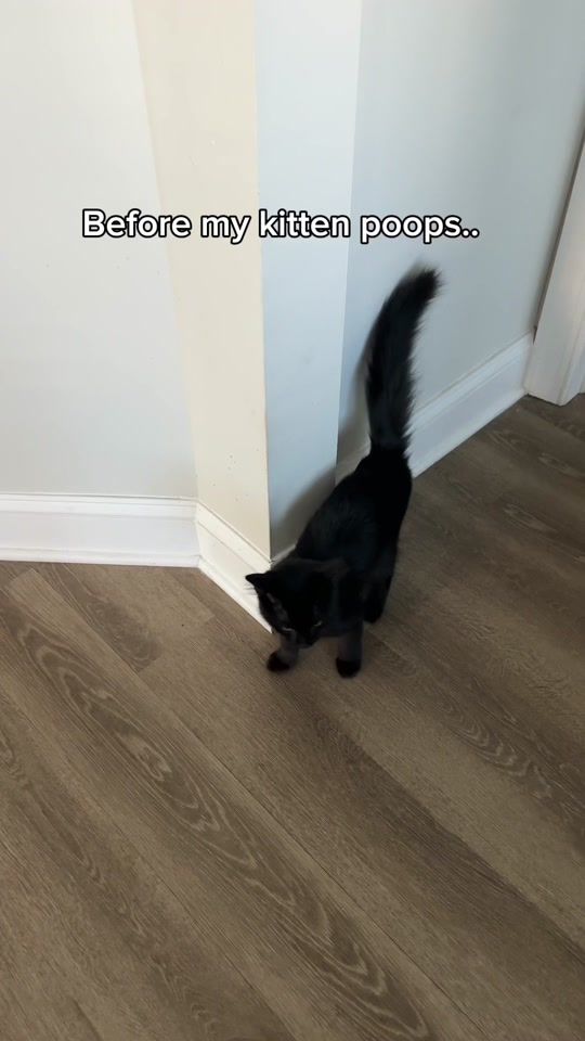 TikTok video thumbnail by herhouseofcats_