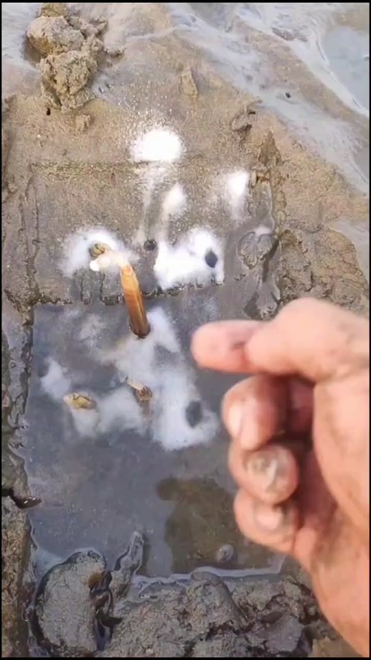 TikTok video thumbnail by fishermentribe