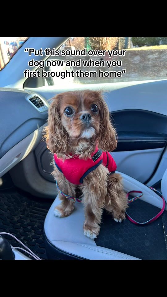 TikTok video thumbnail by merylbollinger