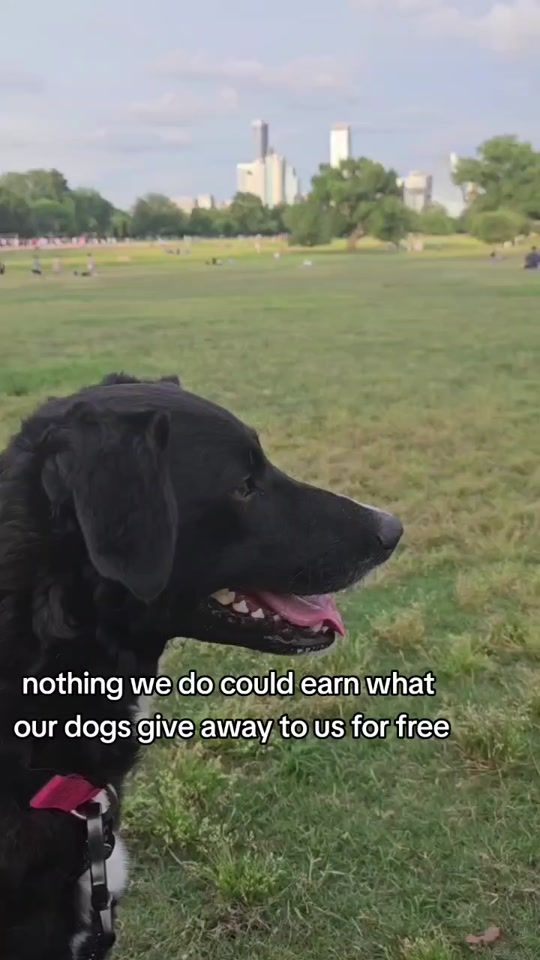 TikTok video thumbnail by misslucythedog