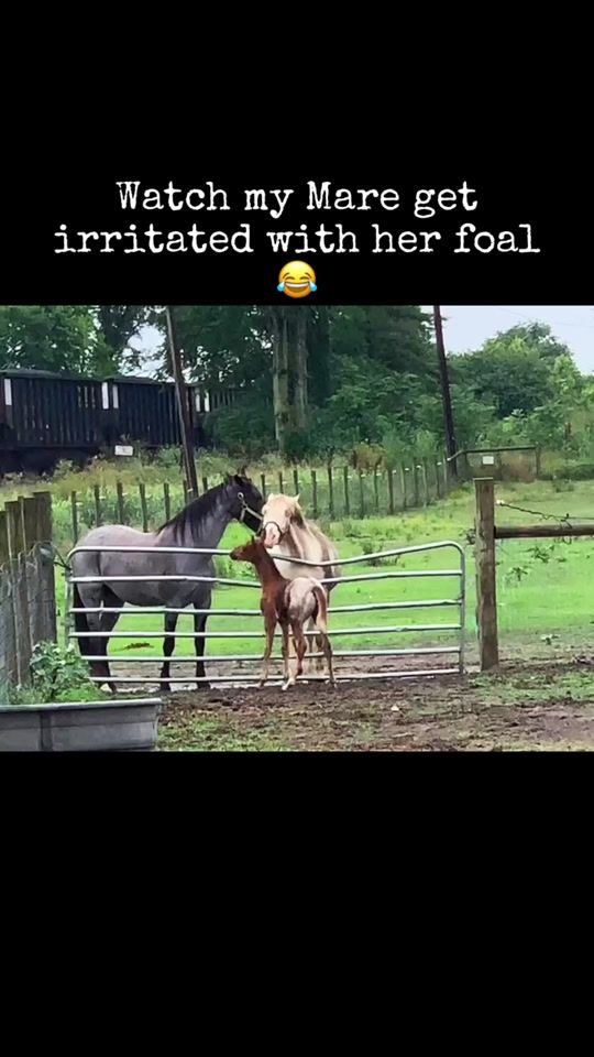 TikTok video thumbnail by equihaven