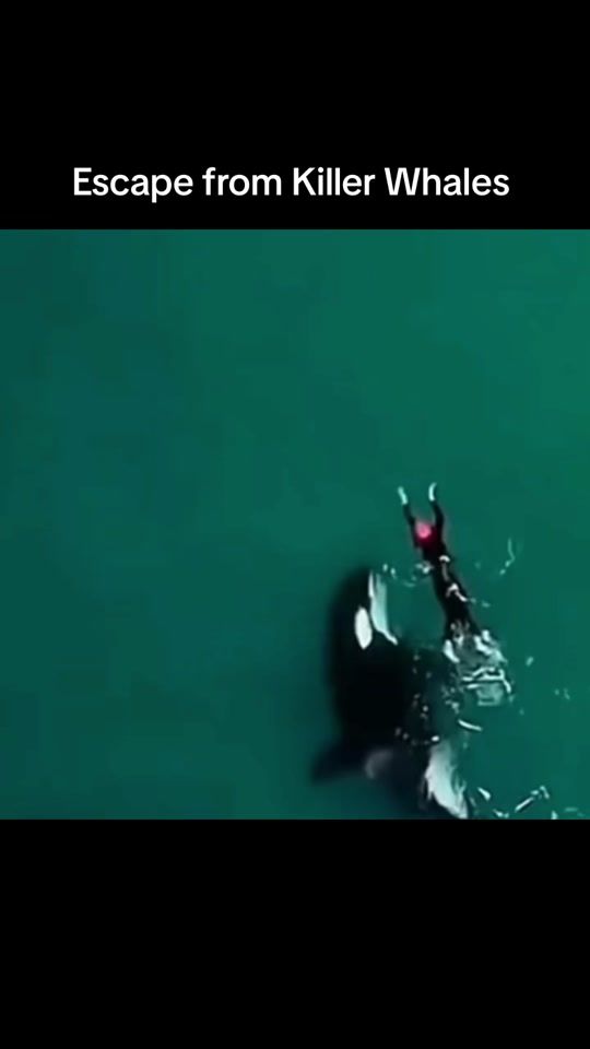 TikTok video thumbnail by kingofnature12