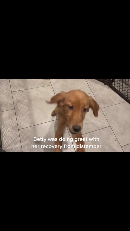 TikTok video thumbnail by rescuesrock