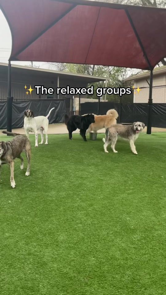 TikTok video thumbnail by pamperedpetsinn