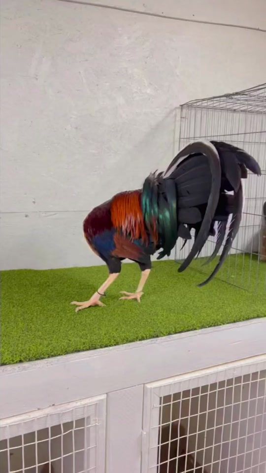 TikTok video thumbnail by gallerarodas54
