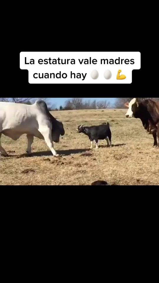 TikTok video thumbnail by aurelianoosoriove