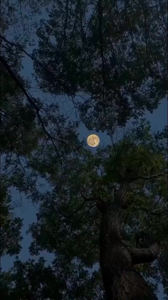TikTok video thumbnail by _selving0