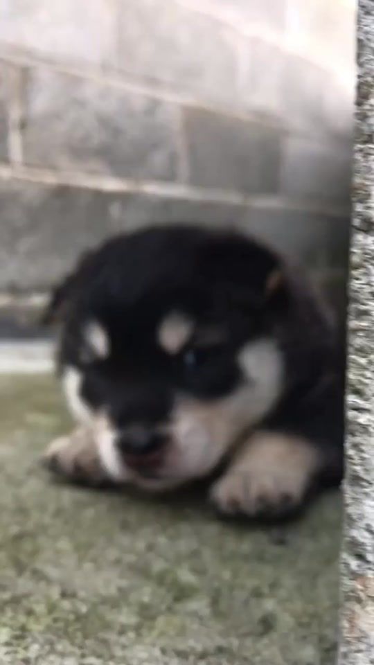 TikTok video thumbnail by im_funnyguy