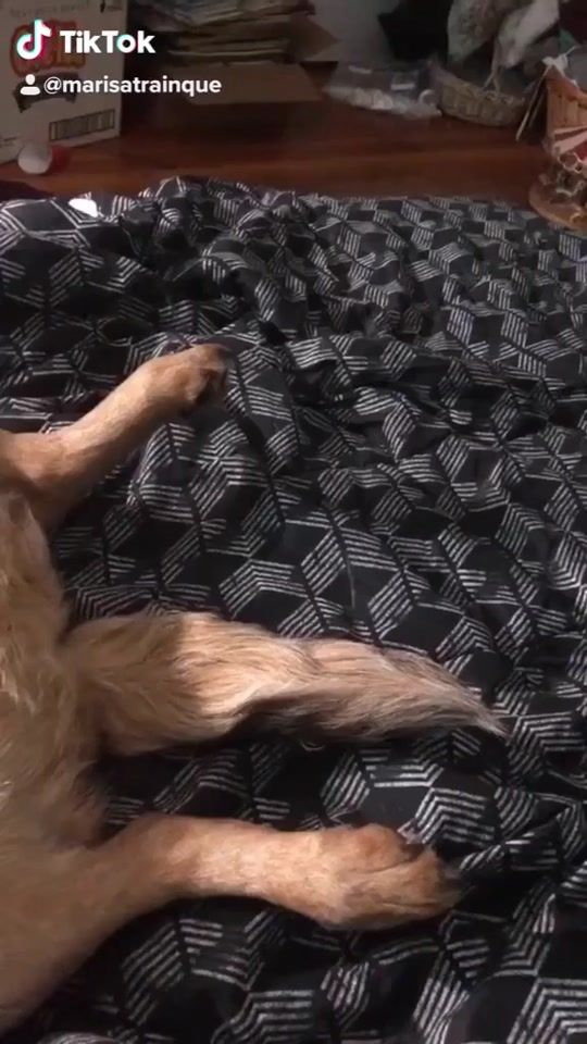 TikTok video thumbnail by marisatrainque