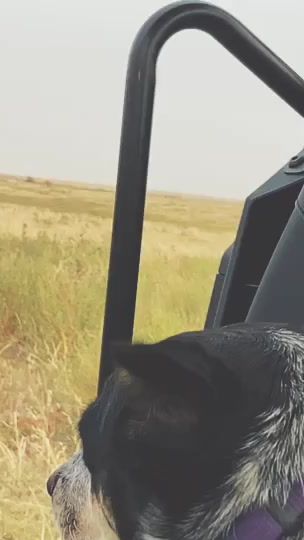 TikTok video thumbnail by _blue.mutt_