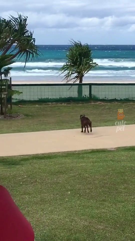 TikTok video thumbnail by petlove23.4