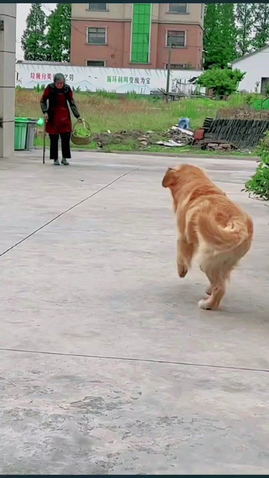 TikTok video thumbnail by loveanimals868