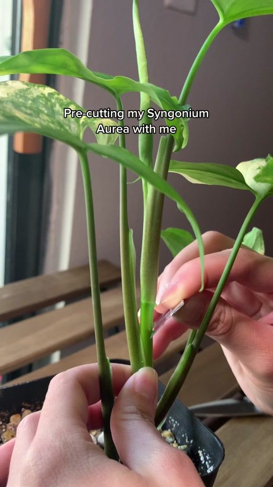 TikTok video thumbnail by oneplant.lady
