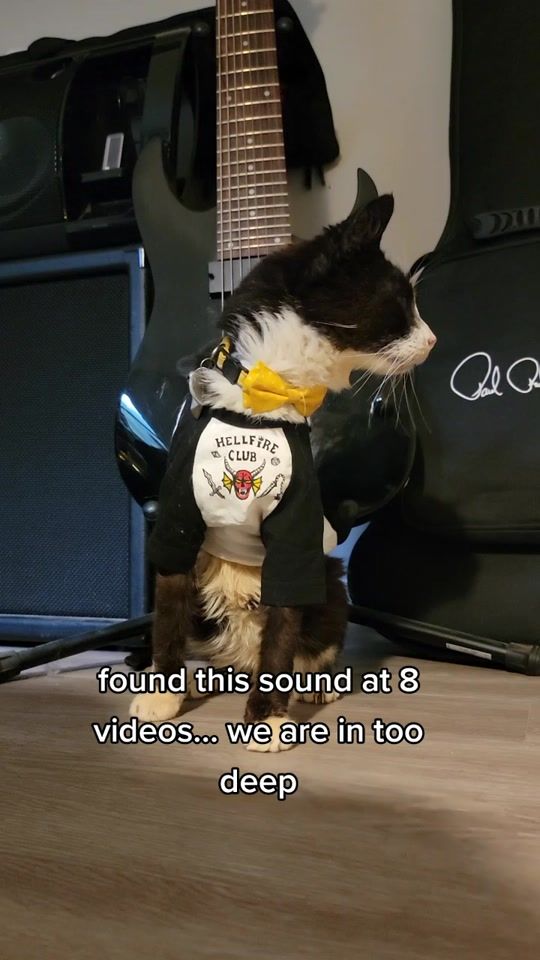 TikTok video thumbnail by ssgeorgiethecat