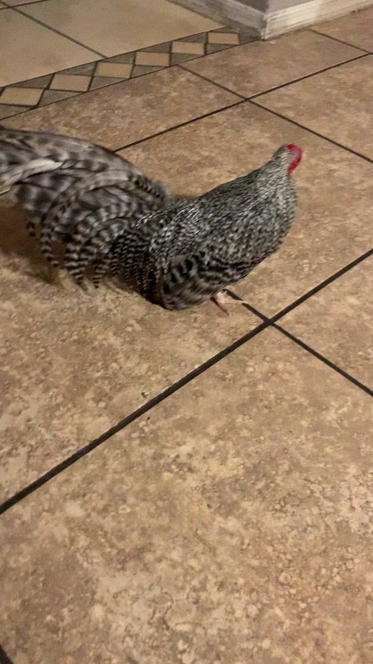 TikTok video thumbnail by chapoman3