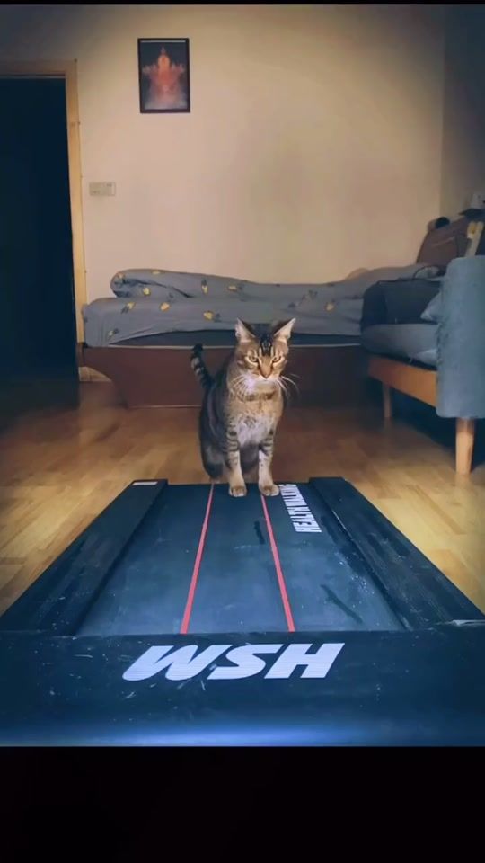 TikTok video thumbnail by sweetpettt
